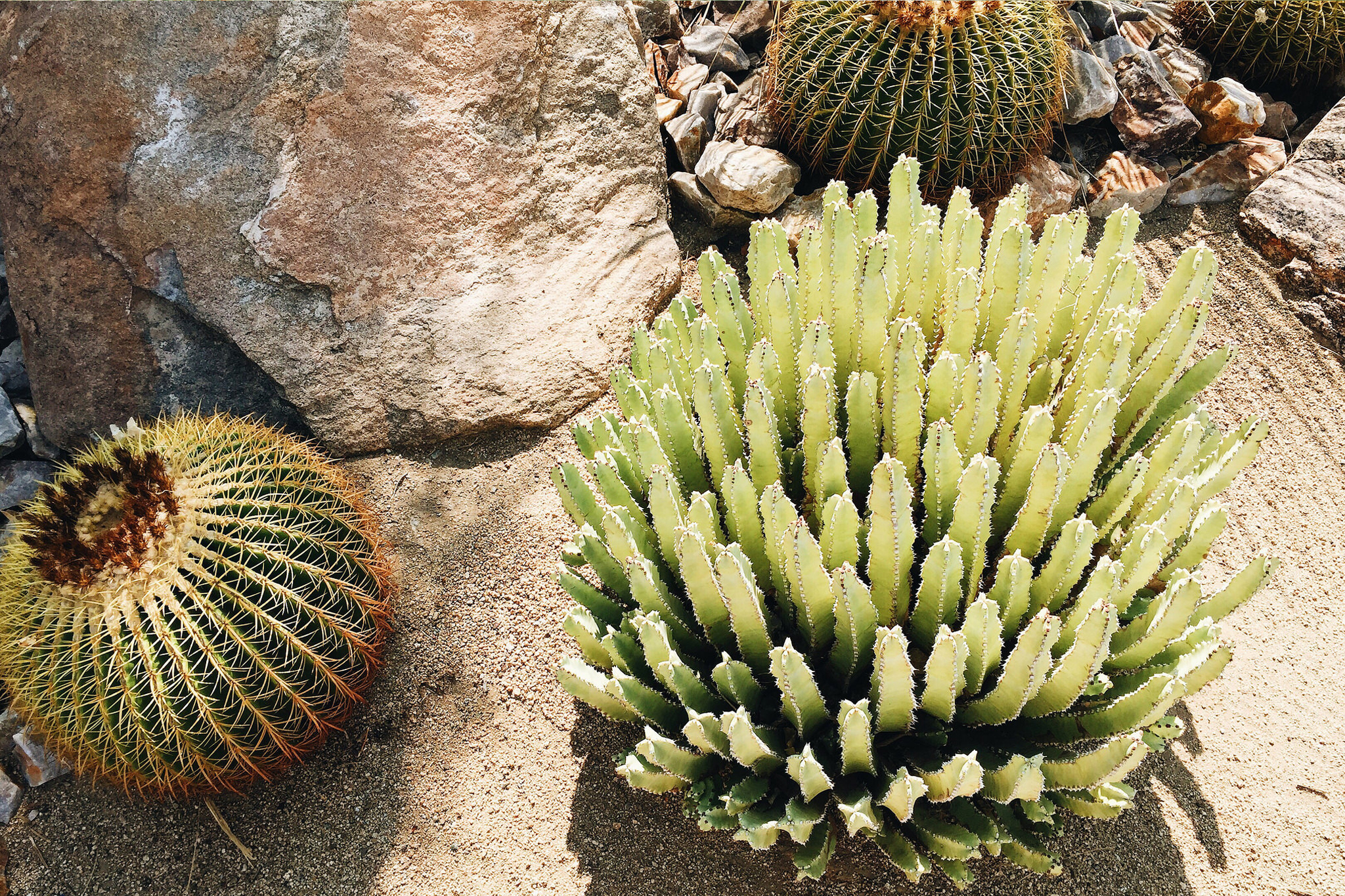 But first, cacti: